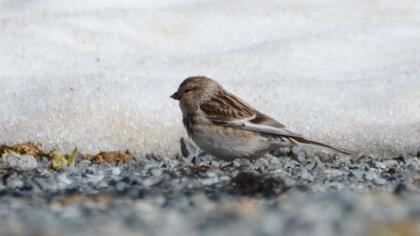 Sarıgagalı ketenkuşu