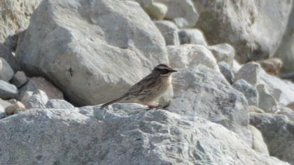 Sürmeli dağbülbülü