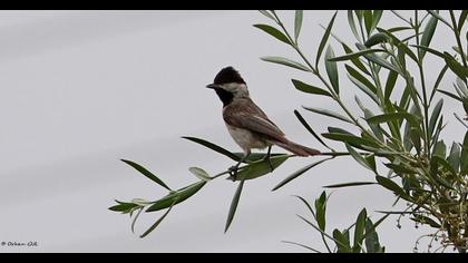 Akyanaklı baştankara