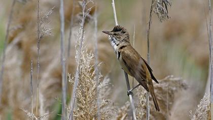 Büyük kamışçın