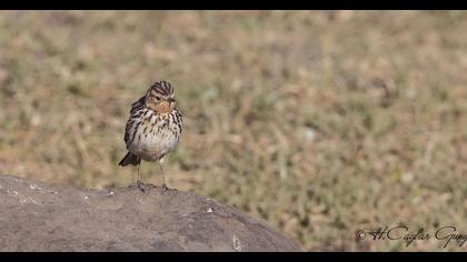 Kızılgerdanlı incirkuşu