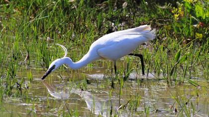 Küçük ak balıkçıl