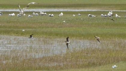 Bataklıkkırlangıcı
