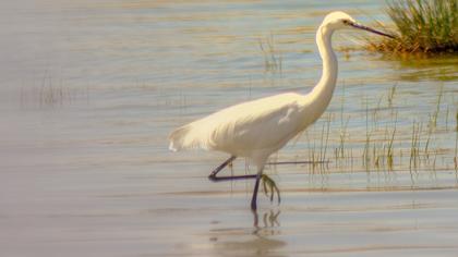 Küçük ak balıkçıl