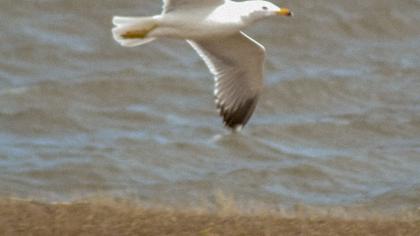 Van gölü martısı