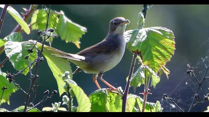 Akgerdanlı ötleğen