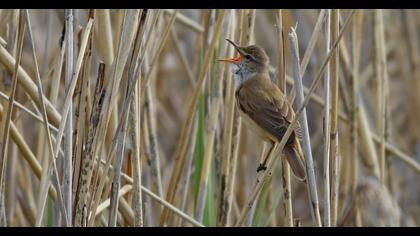 Büyük kamışçın