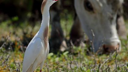 Sığır balıkçılı