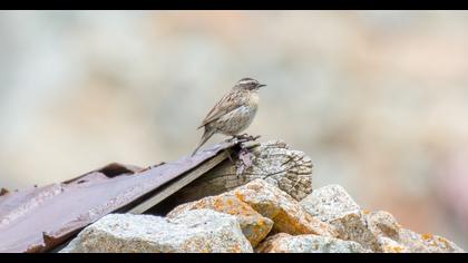 Sürmeli dağbülbülü
