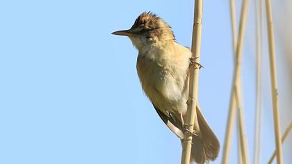 Büyük kamışçın