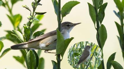 Çalı kamışçını
