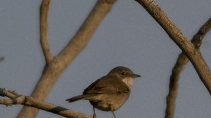 Akgerdanlı ötleğen