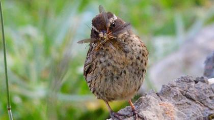 Sürmeli dağbülbülü