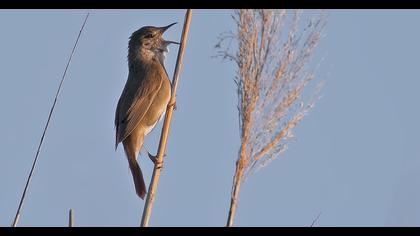 Bataklık kamışçını
