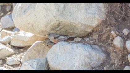 Büyük dağbülbülü