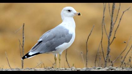 Van gölü martısı