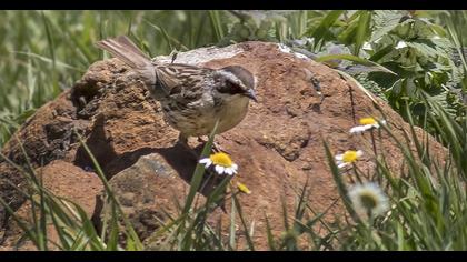 Sürmeli dağbülbülü