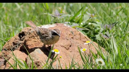 Sürmeli dağbülbülü
