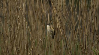 Büyük kamışçın