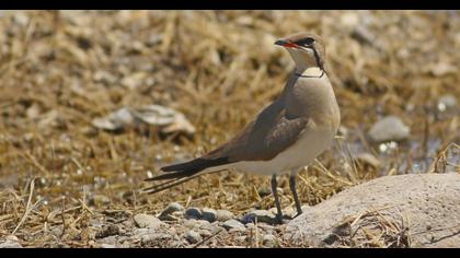 Bataklıkkırlangıcı
