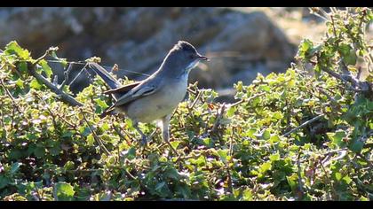 Karaboğazlı ötleğen
