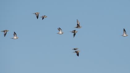 Kılkuyruk bağırtlak