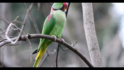 İskender papağanı