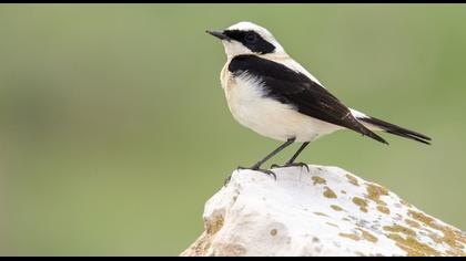 Karakulaklı kuyrukkakan