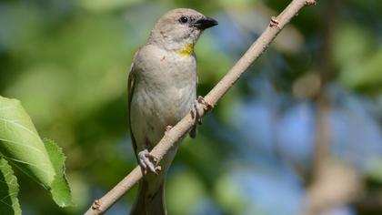Sarıboğazlı serçe