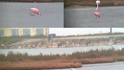 Küçük flamingo