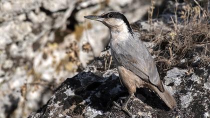 Büyük kaya sıvacısı