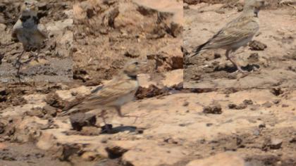 Küçük boğmaklı toygar