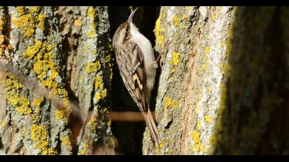 Bahçe tırmaşıkkuşu