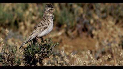 Türkistan çorak toygarı