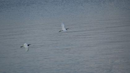 Küçük ak balıkçıl