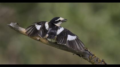 Maskeli örümcekkuşu