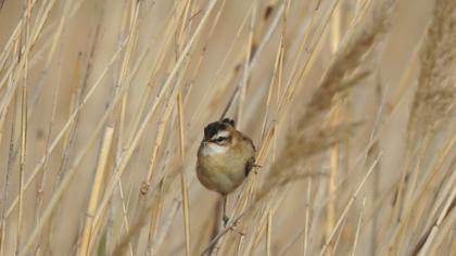 Bıyıklı kamışçın