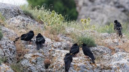 Sarıgagalı dağ kargası