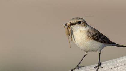 Karakulaklı kuyrukkakan