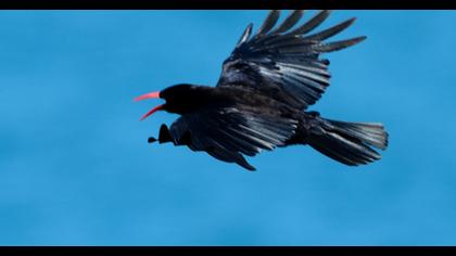 Kırmızıgagalı dağ kargası