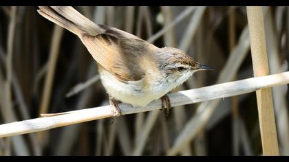 Doğu kamışçını
