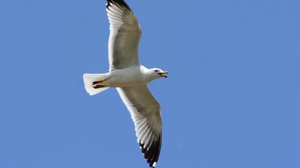 Van gölü martısı