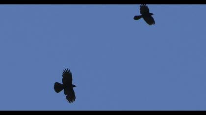 Sarıgagalı dağ kargası