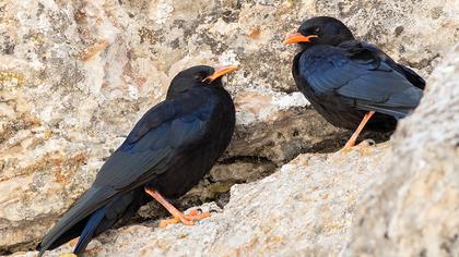 Kırmızıgagalı dağ kargası