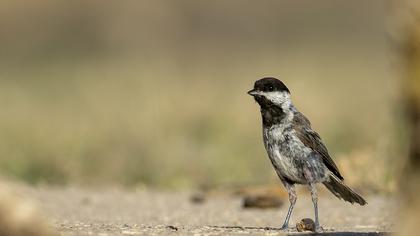 Akyanaklı baştankara