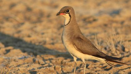 Bataklıkkırlangıcı