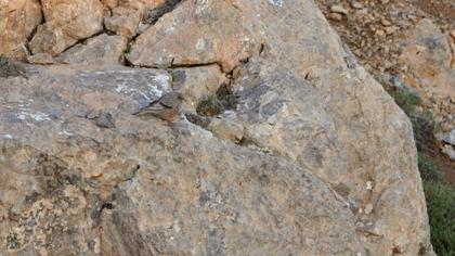 Büyük dağbülbülü