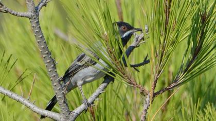 Karaboğazlı ötleğen