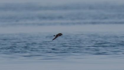 Fırtınakırlangıcı