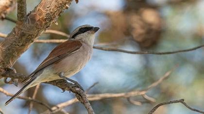 Kızılsırtlı örümcekkuşu